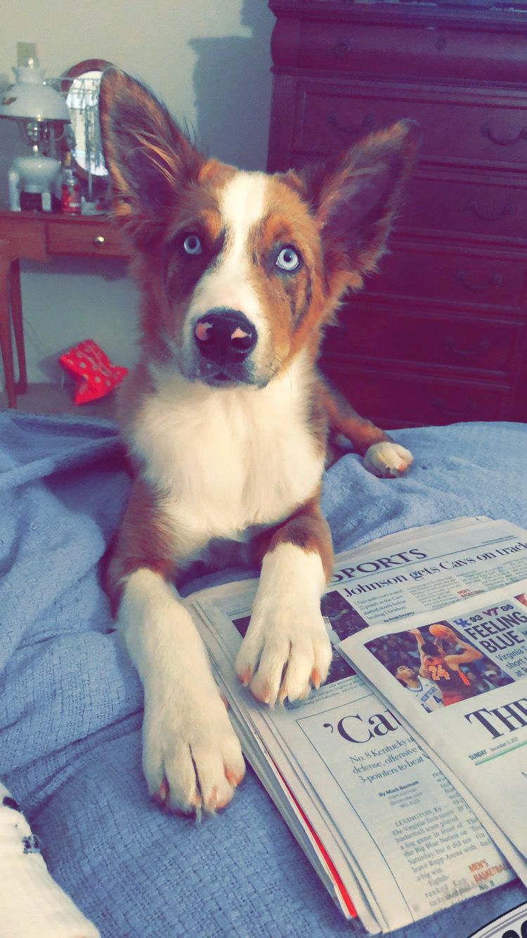 The Times Cutest Pets of Winter 2018